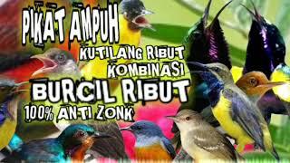 suara pikat burung kecil ribut kombinasi kutilang ribut || pikat burung kecil ampuh terbukti 100%