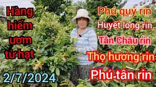 2/7/2024️0902166514 Phương  phú quý rin thọ hương rin phú tân rin huyết long rin hàng hiếm ươm từ