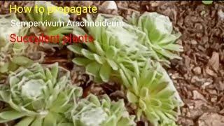 How to propagate sempervivum arachnoideum succulent plants ||  @Rewati's garden