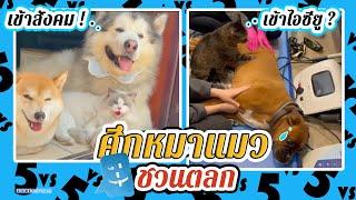 ศึกหมาแมวชวนตลก#2