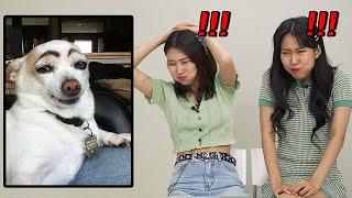 Korean girls Try to Watch Funny animal videos Without Laughing or Grinning WITH WATER!!!
