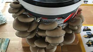 Cheap & easy mycology. Grow oyster mushrooms at home. Bucket tek.