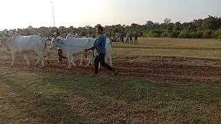 Fahad Patel Kanhiwada bail Jodi pat pratiyogita nayegao Samnapur ox race