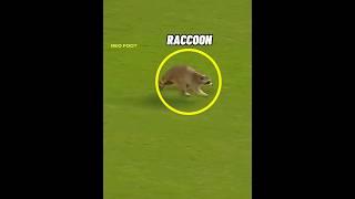 Animal Moments in football 