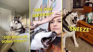 HUSKY Dogs Being DRAMATIC For 7 Minutes Straight | Compilation