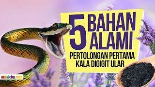 5 Bahan alami untuk pertolongan pertama kala digigit ular