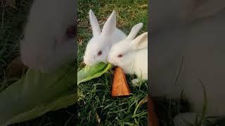 Cute Bunnies #shorts #youtubeshorts #rabbits #DanishAhmedVlogs