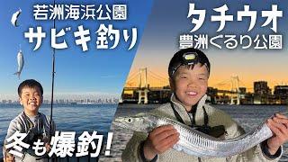 若洲でサビキ釣り・豊洲でタチウオ