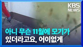 이제 곧 12월 아니야? 그런데도 '윙' 짜증 나는 가을 모기, 언제까지? / KBS  2024.11.23.