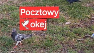 Czerwona Obrączka, Gołąb Pocztowy Pl 22 0353 19521 #gołębie @ewak7702