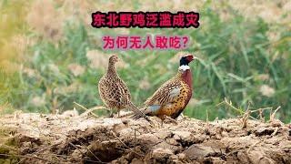 东北野鸡泛滥成灾，为何无人敢吃？农民直呼惹不起