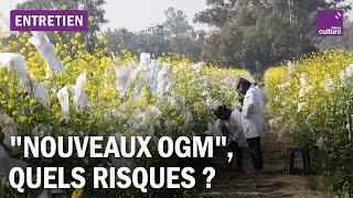 Quels sont les risques des “nouveaux OGM” ?