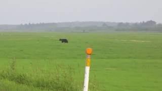 Bear crossing road