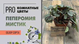 Обзор сорта. Пеперомия Мистик. Редкое по красоте комнатное растение для ценителей и любителей.