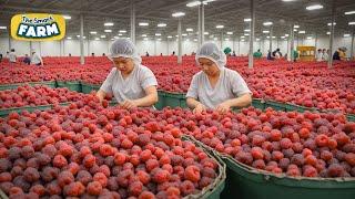 How MILLIONS of Raspberries Are Harvested: Amazing Raspberries Factory!