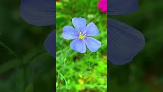 A Delicate Blue Flax Flower #flaxflower #blueflower #nature