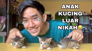 ANAK KUCING LUAR NIKAH  VLOG KUCING ️