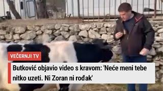 Butković objavio video s kravom: 'Neće meni tebe nitko uzeti. Ni Zoran ni rođak'