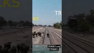 Live Big Buffalo hit with fastest train Green Line express #live #train #buffalo #shorts #animals