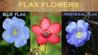 FLAX FLOWER || All About Flax Flowers || Blue Flax || Scarlet Flax || Perennial Flax