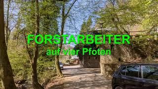 FORSTARBEITER AUF VIER PFOTEN