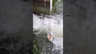 Unique fishing in canal | catch fishes with bucket | beast fishing video