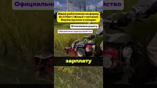 Ищем работников на ферму в Подмосковье #вакансия #работа #трудоустройство #россия