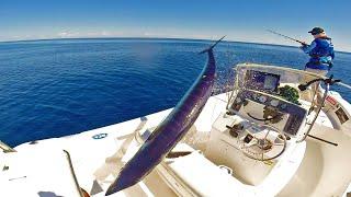 A wahoo jumped in our boat! Once in a lifetime session