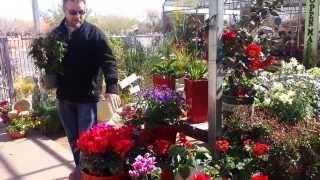 Civano Nursery Valentines Day