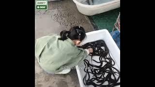 Amazing toddler|| Playing with Snakes|| Most Daring|| Chamkty Taray#Short