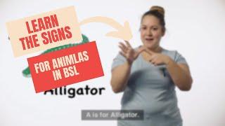 Sign for All 'Learn the signs for Animals in BSL'