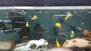 Aquarium petshop in Perth Western Australia