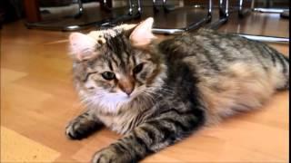 Siberian Cat Amante's Yaroslava 8 weeks pregnant