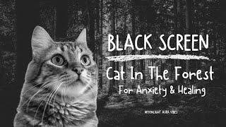 Cat Purring In The Forest   l  BLACK SCREN  l  FOR ANXIETY & HEALING  l  10 Hours of Sleep 