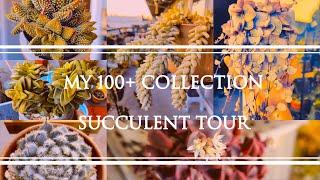 My 100+ Succulent Collection | Tour Time