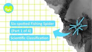 Six spotted Fishing Spider (Part 1 of 4 ) The Scientific Classification #shorts