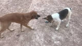 Rural Dogs Meeting in my Village #VillageDogs