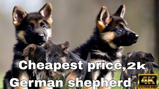 German shepherd puppy cheapest price only  || #pets #pets #germanshepherd #germanshepherdpuppy