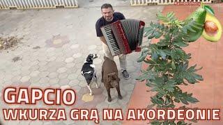 Po pas w pieprz | GAPCIO WKURZA GRĄ NA AKORDEONIE #polacywkambodzy #polacywazji #polacyzagranica