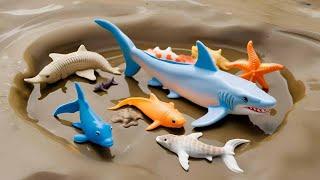 Explore Aquatic Adventure: Starfish, Pufferfish, Seahorse, Eel Fish, #Dolphin #Shark | LIVE