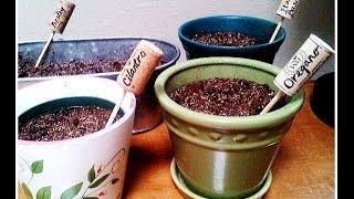 How to Grow Herbs in Containers Indoors Cilantro, Basil, Oregano & Parsley