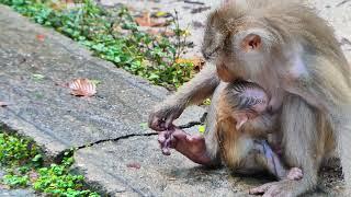 libby breastfed. It looks so sweet in the rain  sweet  rain