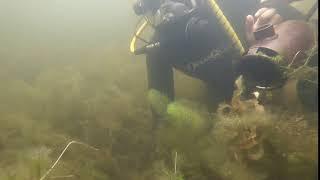 Divers Removing Milfoil