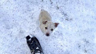 People Find Terrified Puppy in Snow by the Roadside