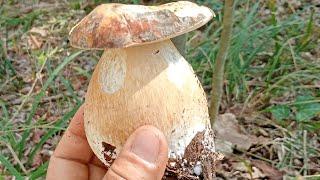Boletus Aereus vs Aestivalis: Which One Wins Your Heart? A rare and precious mushroom comparison!