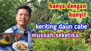 Cara Mudah Atasi Keriting Daun Cabe Dengan Kunyit