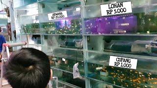 LENGKAP.. HARGA IKAN HIAS Di TUKANG TOKO IKAN