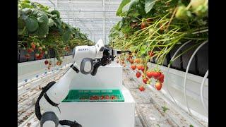 Strawberry Harvesting Robot - Introducing BERRY