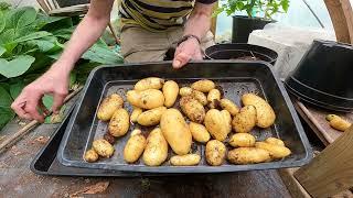 Amazing Harvest of of Potatoes from a small container.