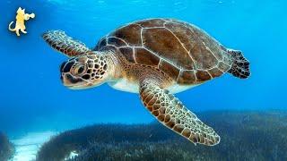  GIANT SEA TURTLES  AMAZING CORAL REEF FISH • 12 HOURS of THE BEST RELAX MUSIC